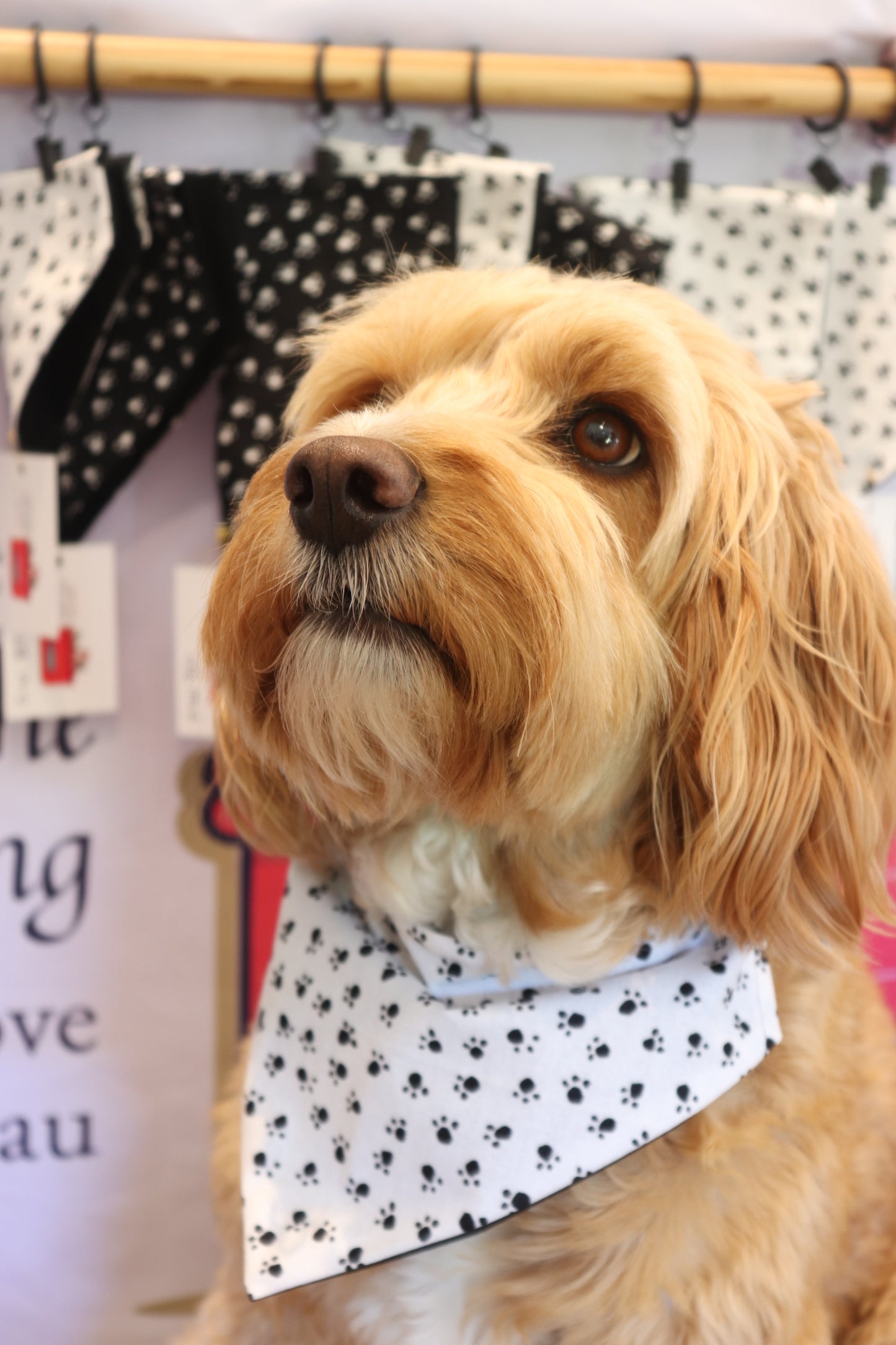 Dog Bandanas